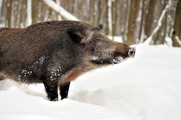 Free photo wild boar in winter forest