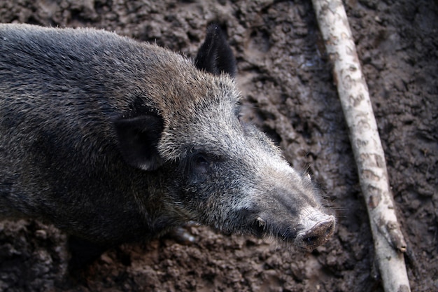 Wild boar