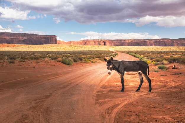 Free photo wild burro in front of a scenic cinematic landscape, arizona