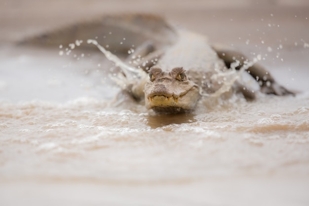 Wild caiman in the nature habitat wild brasil brasilian wildlife pantanal