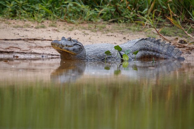 wild caiman with fish in mouth in the nature habitat