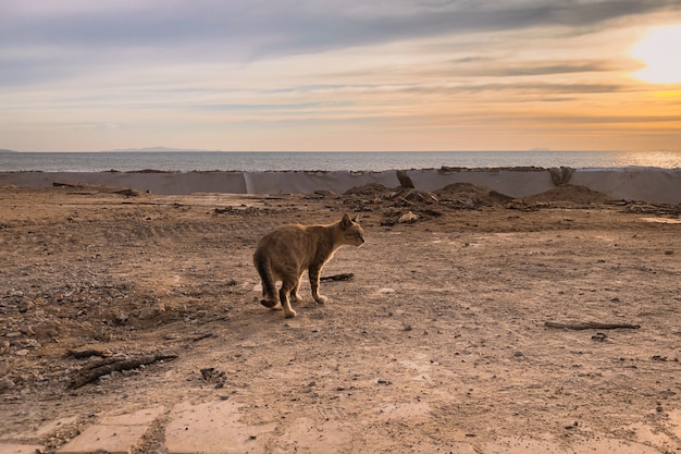 Free photo wild cat on the mountains at sunset