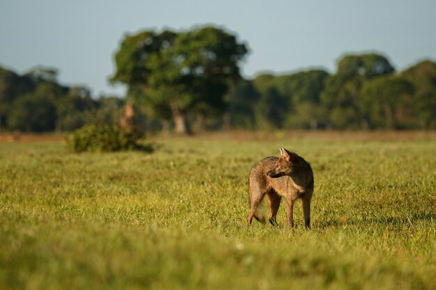 Wild crab eating fox or maikong in brazilian pantanal