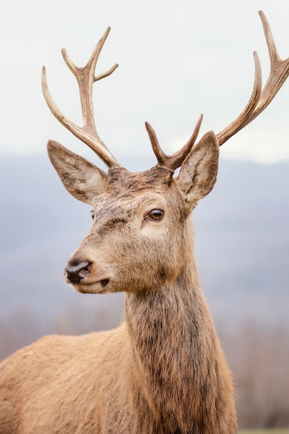 Free photo wild deer captured in the forest