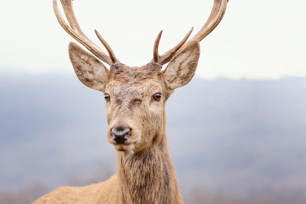 Wild deer captured in the forest