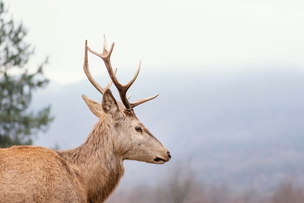 Wild deer captured in the forest