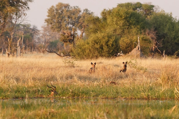 Free photo wild dogs hunting desperate impalas