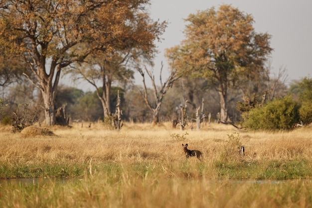 Wild Dogs hunting desperate impalas 