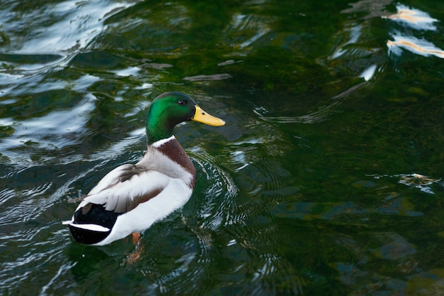 Wild duck floating on the water