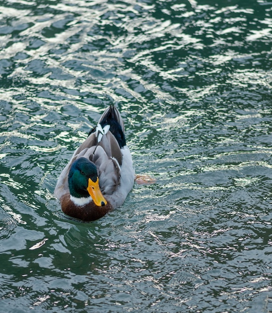 Free Photo wild duck floating on the water