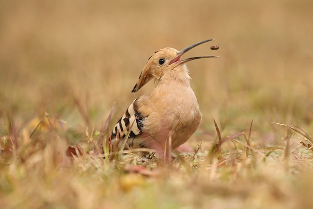 Wild eurasian hoopoe in the nature habitat