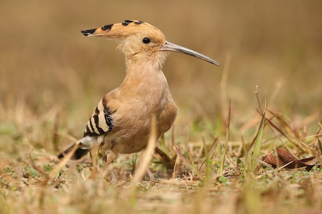 Free Photo wild eurasian hoopoe in the nature habitat