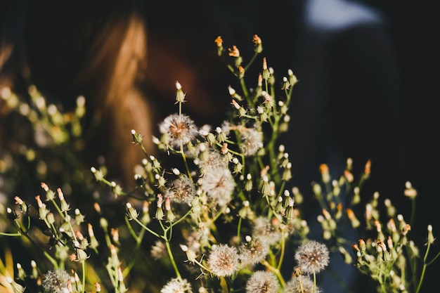 Free photo wild flowers in field