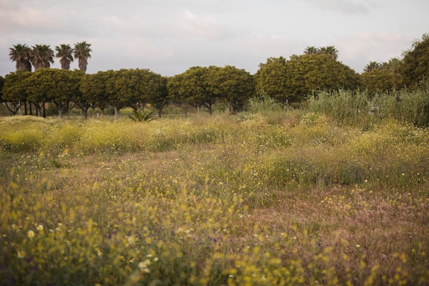 Wild flowers and green tree landscape