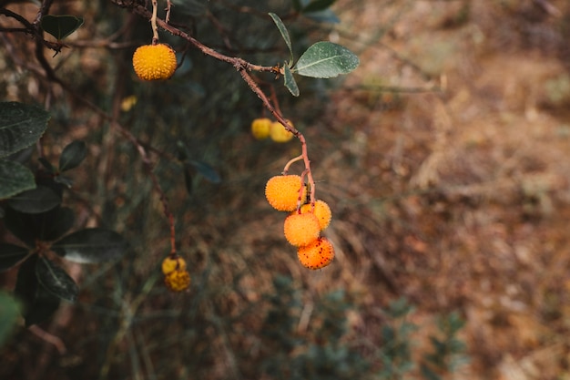 Free Photo wild fruits in forest