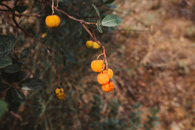 Wild fruits in forest