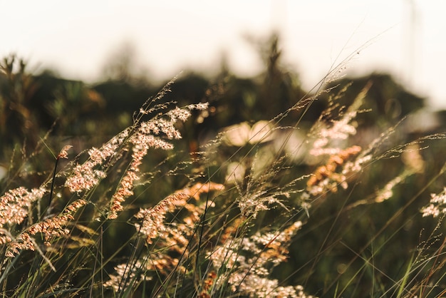 Free Photo wild grass growing in nature