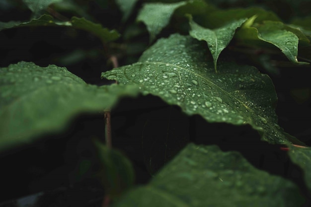 Free photo wild green leaves with dew on them