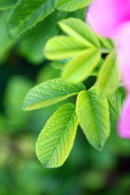 Wild green leaves