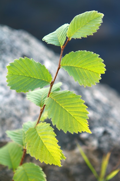 Free photo wild green leaves