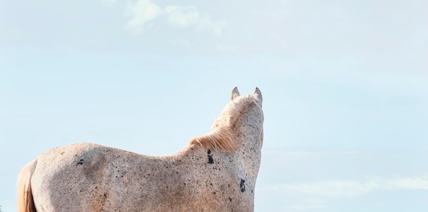 Free photo wild horse in the forest outdoors