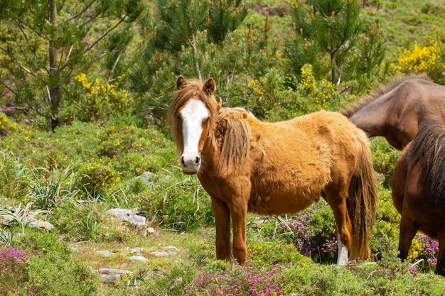 Wild horses in a field captured during the daytime