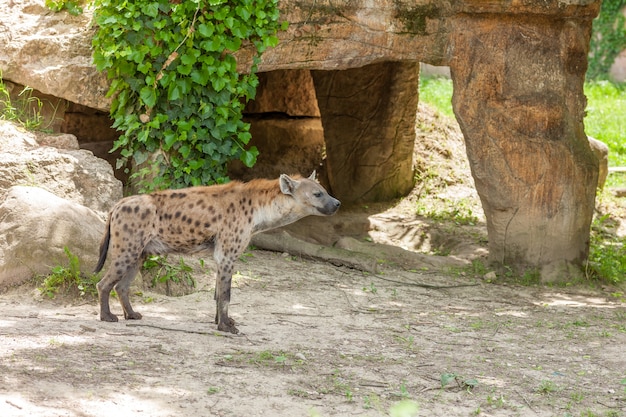 wild hyena wandering in zoo