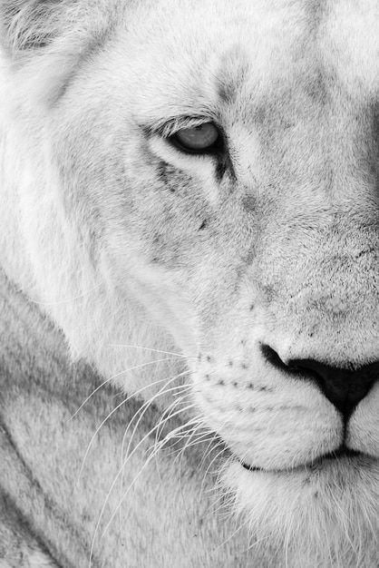 Free Photo wild lioness closeup