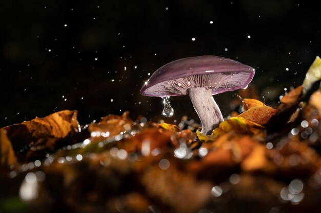 wild mushroom with water drops on it growing in a forest