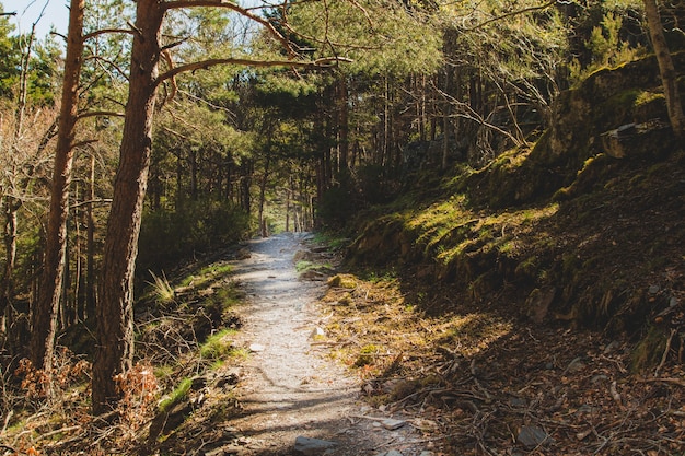 Wild path through forest