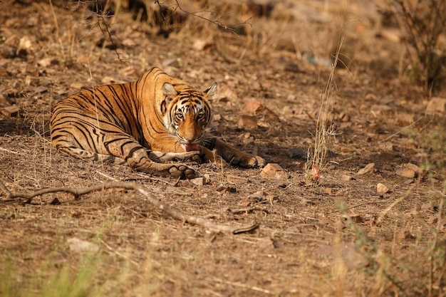 Free Photo wild royal bengal tiger in nature habitat of ranthambhore national park 