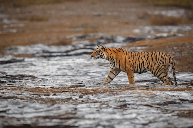 Free photo wild royal bengal tiger in nature habitat of ranthambhore national park