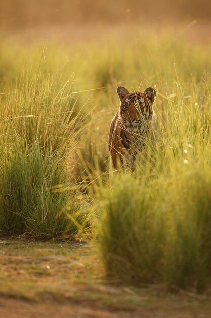 Wild royal bengal tiger in nature habitat of Ranthambhore National Park 