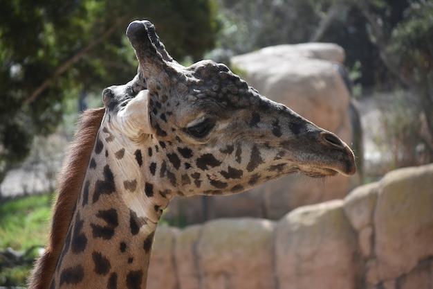 Wild safari giraffe with a beautiful pattern coat