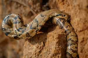 Free photo wild snake close up in the nature habitat