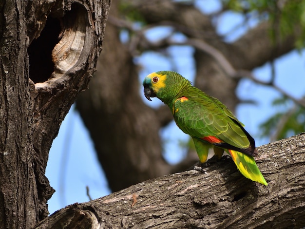 Free photo wild turquoise-fronted amazon (amazona aestiva) parrot