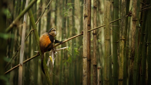 Wild and very rare golden monkey in the bamboo forest 