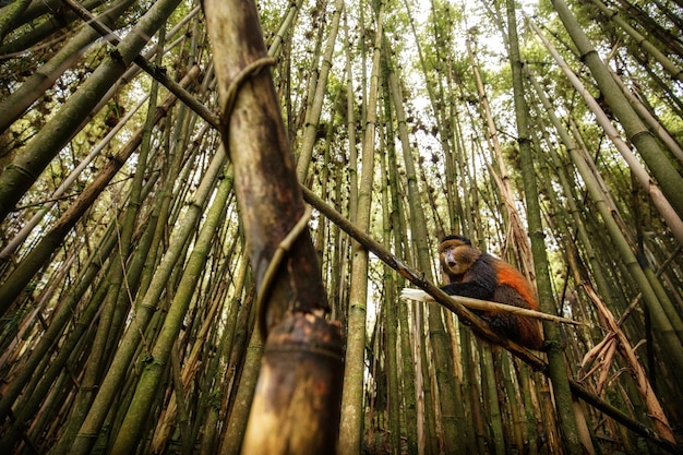 Free Photo wild and very rare golden monkey in the bamboo forest 