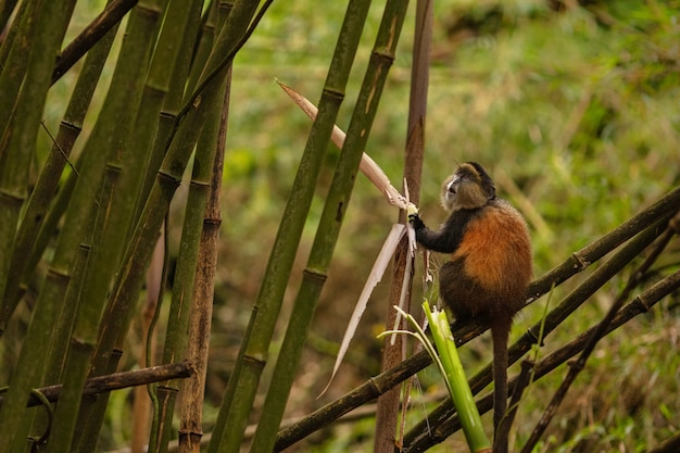 Free photo wild and very rare golden monkey in the bamboo forest