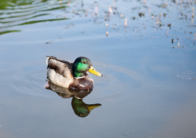 Free Photo wild young beautiful duck on the lake  