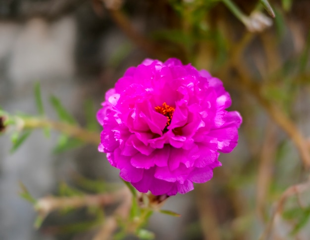 wildflower flower summer beauty leaf