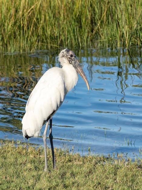 wildlife bird with the river