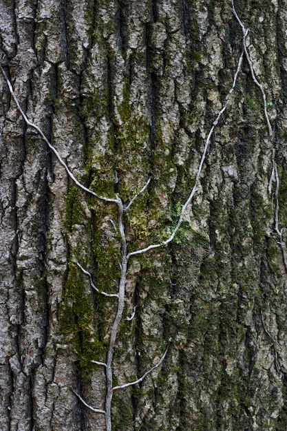 Wildlife forest captured in daylight