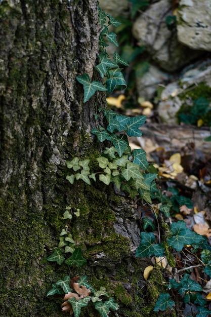 Free photo wildlife forest captured in daylight