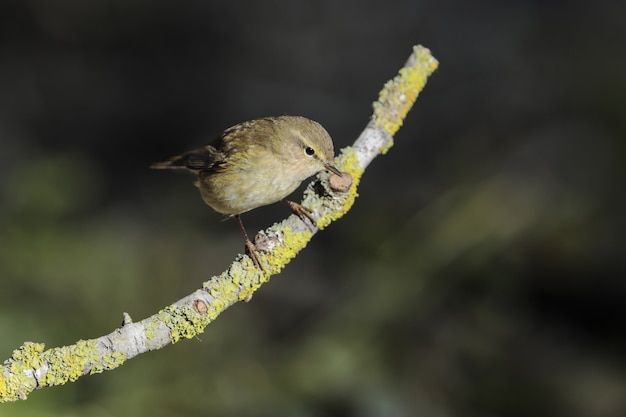 Willow warbler Phylloscopus trochilus, Malta, Medsiterranean