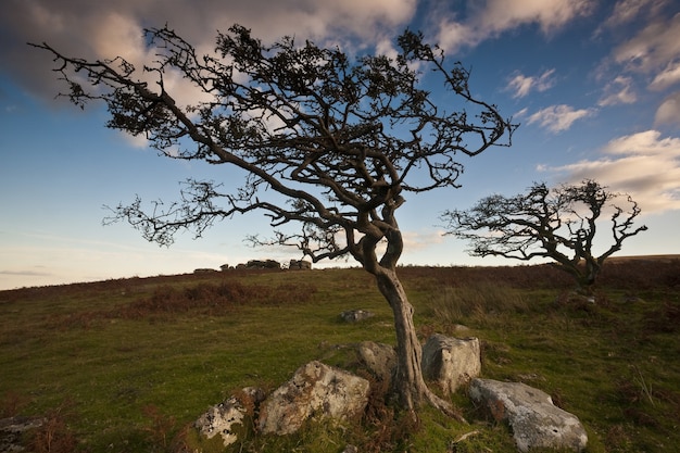 Windblown trees in the Dartmoor National Park under the sunlight in Devon.