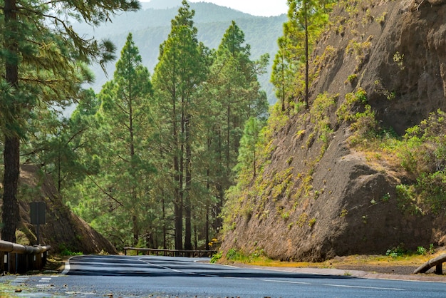 Winding road in a mountain forest. Bright green forest and bright sun shine.