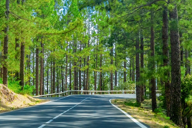 Winding road in a mountain forest