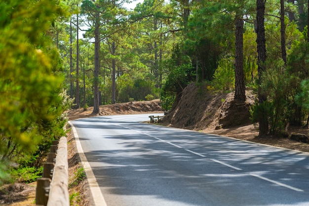 Free Photo winding road with wooden fence in a mountain forest. bright green forest and bright sun shine.