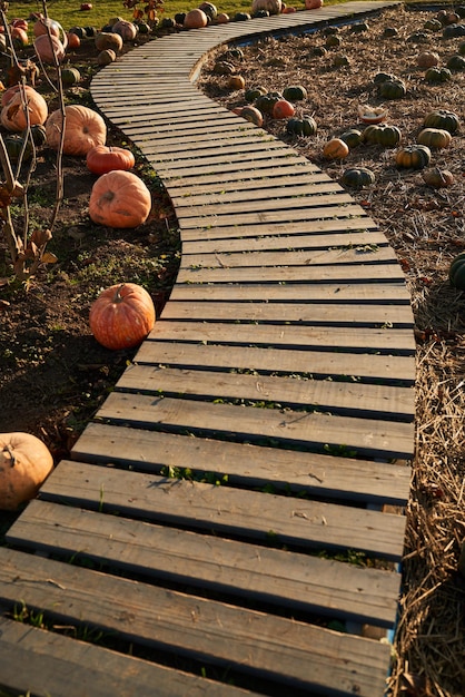 Winding wooden path way at pumpkin patch in sunny day view from above of plank footbridge gracefully